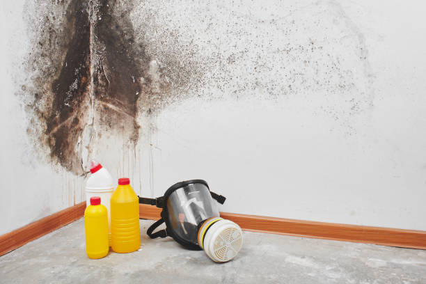 Best Health and Safety Mold Remediation in Forest Heights, TX