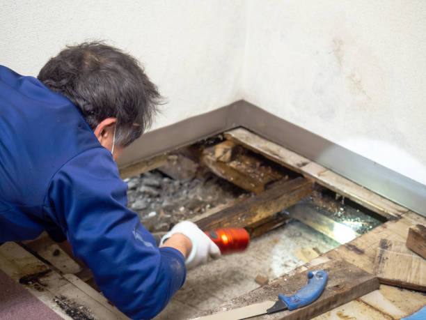 Best Residential Mold Remediation in Forest Heights, TX