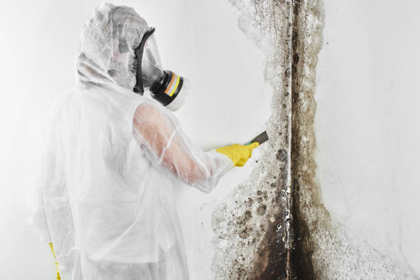 Best DIY Mold Remediation Support Services in Forest Heights, TX