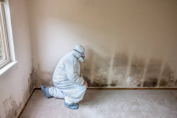 Best Emergency Mold Remediation in Forest Heights, TX