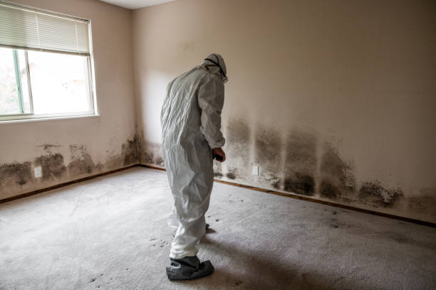 Best Localized Mold Remediation (e.g., coastal areas, humid climates) in Forest Heights, TX