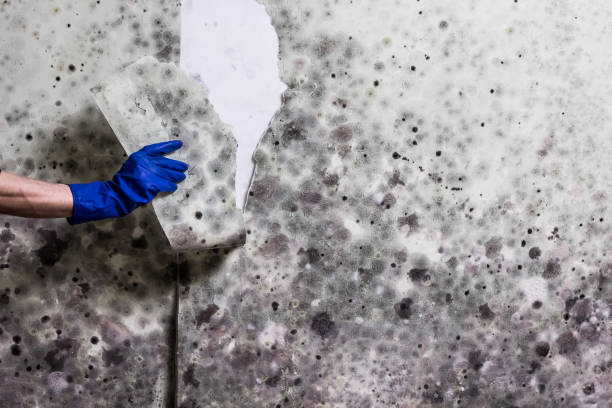 Best Mold Testing and Inspection Services in Forest Heights, TX