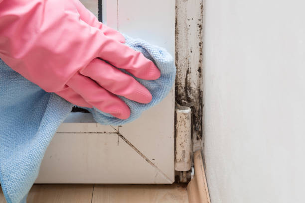Best Basement Mold Remediation in Forest Heights, TX
